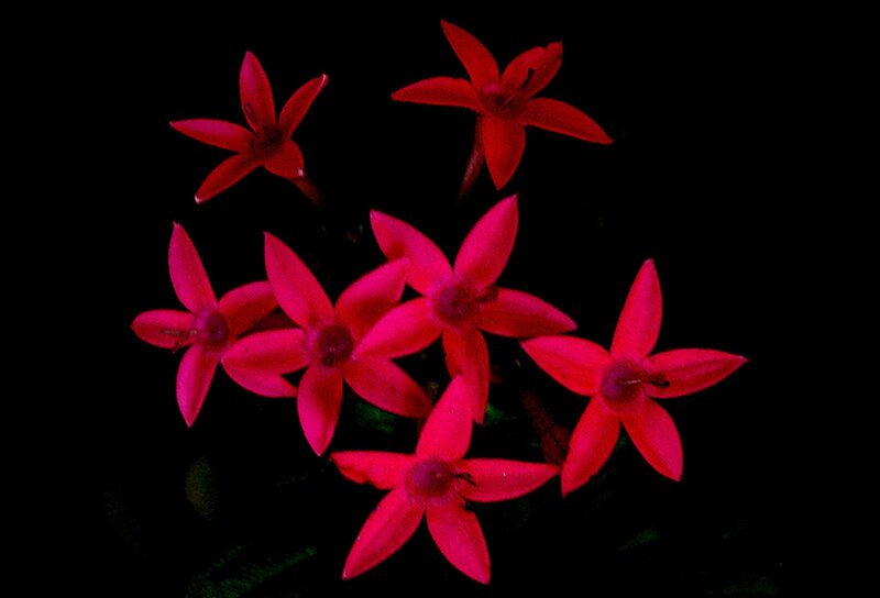 Red Star-shaped Flowers — Dramatic