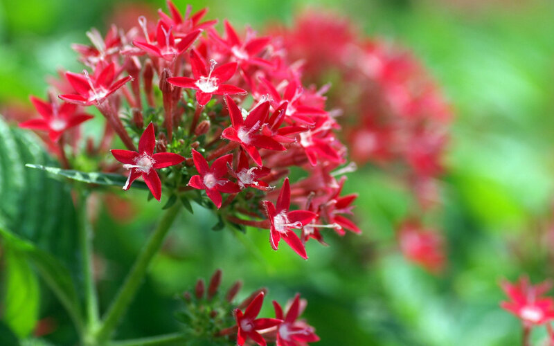Red Star-shaped Flowers — Natural, Afternoon, Photograph, Green Leaves