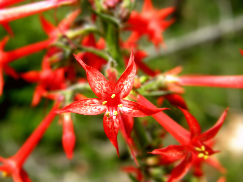 Red Star-shaped Flowers — Natural, Afternoon, Photograph, Green Stems