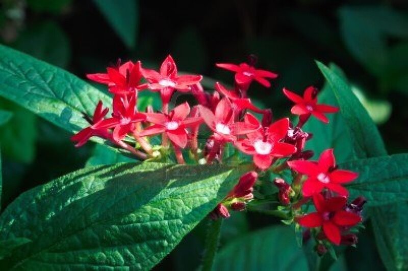 Red Star-shaped Flowers — Natural, Afternoon