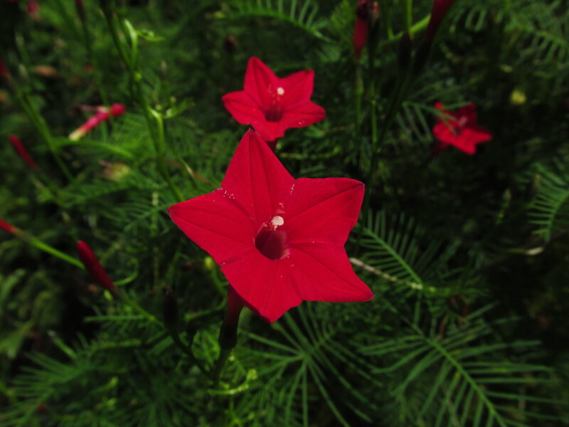Red Star-shaped Flowers — Natural, Photograph