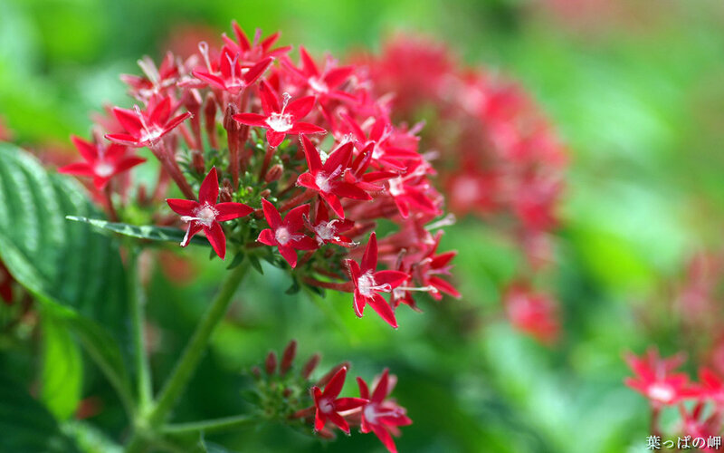 Red Star-shaped Flowers — Natural