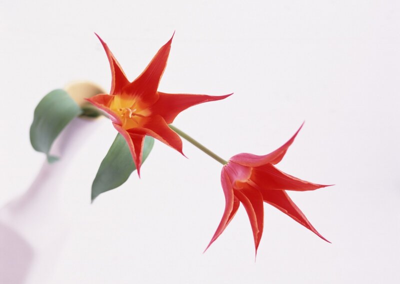 Red Star-shaped Flowers — Serene, Photograph