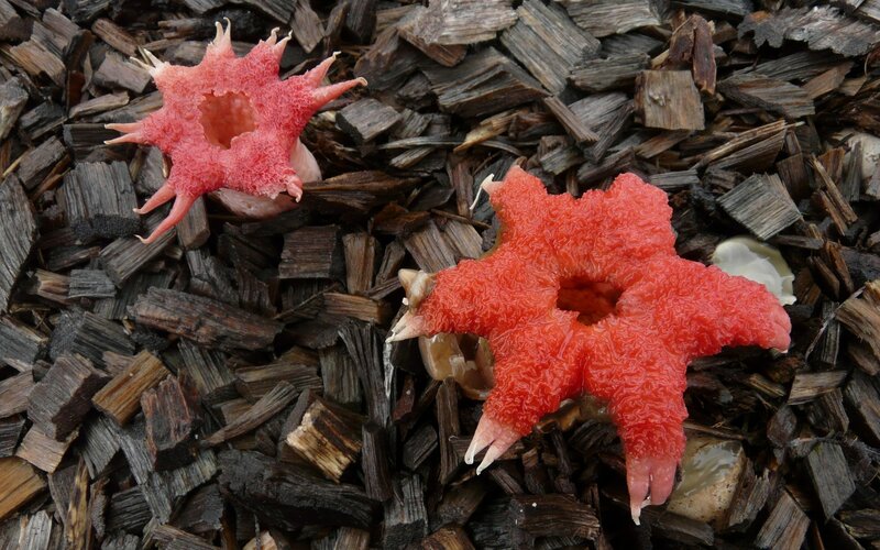 red star-shaped fungi on wood chips