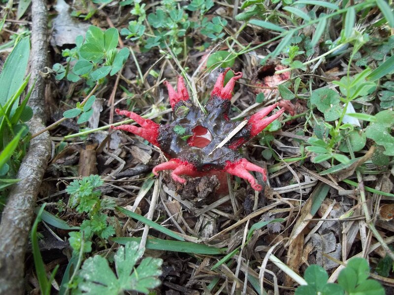 red star-shaped fungus