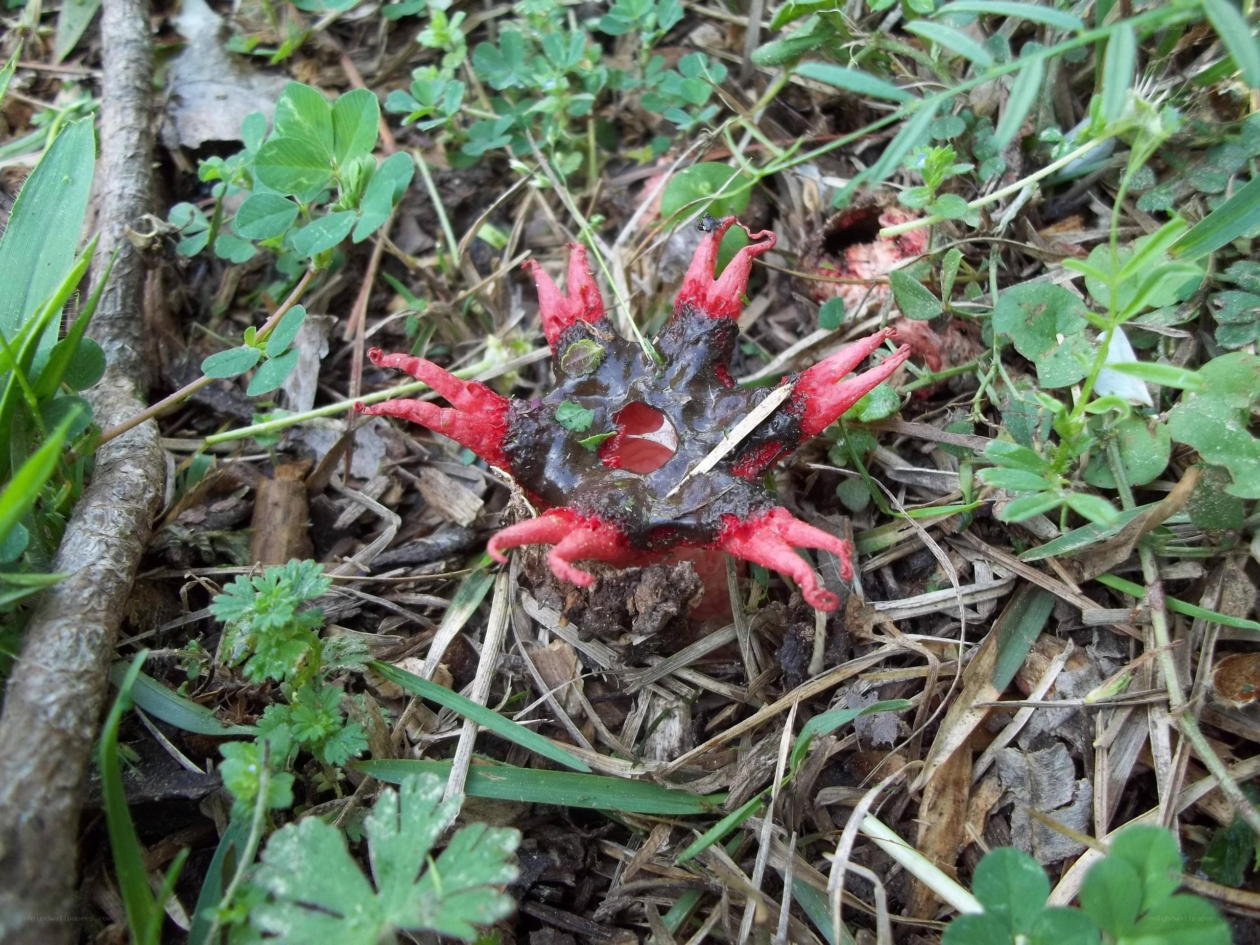 red star-shaped fungus