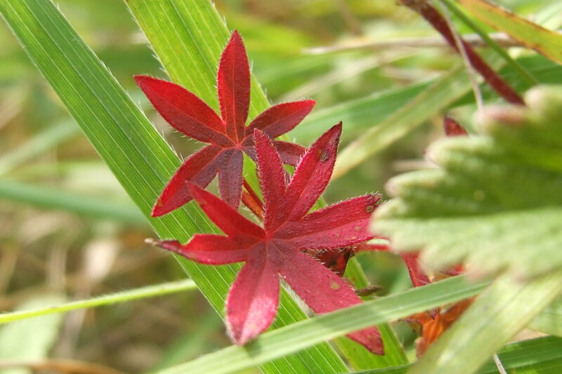 Red Star-shaped Leaves