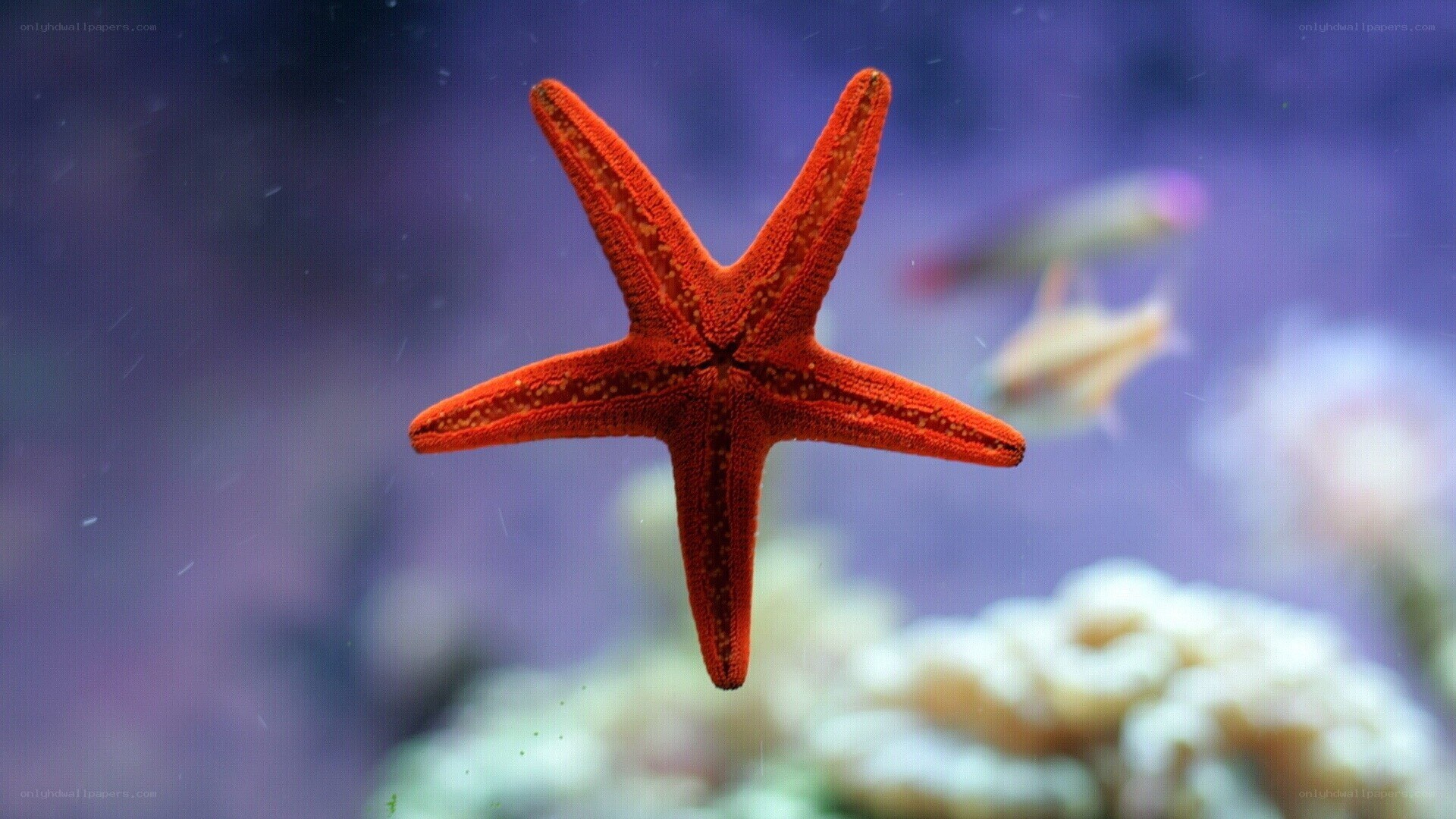 Red starfish in aquarium
