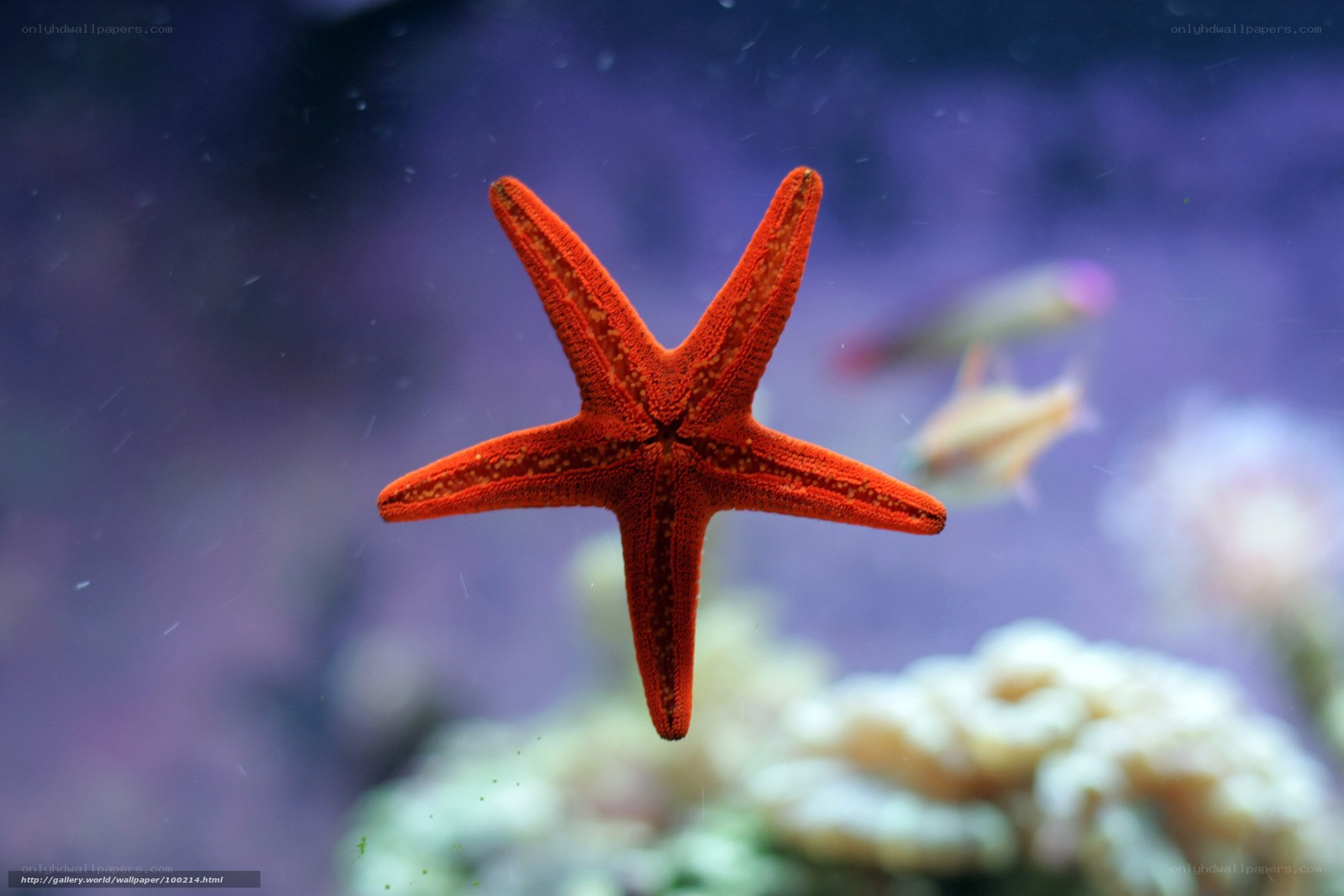 Red starfish in aquarium