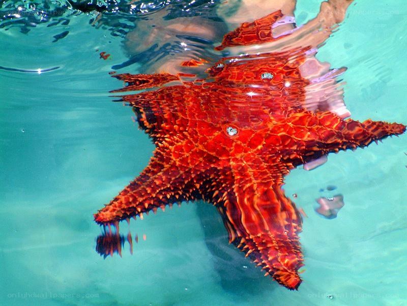 Red starfish in clear water