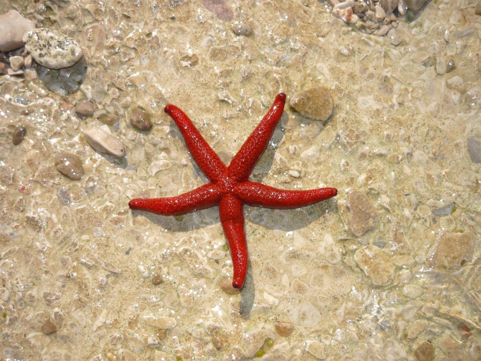 Red starfish in shallow water