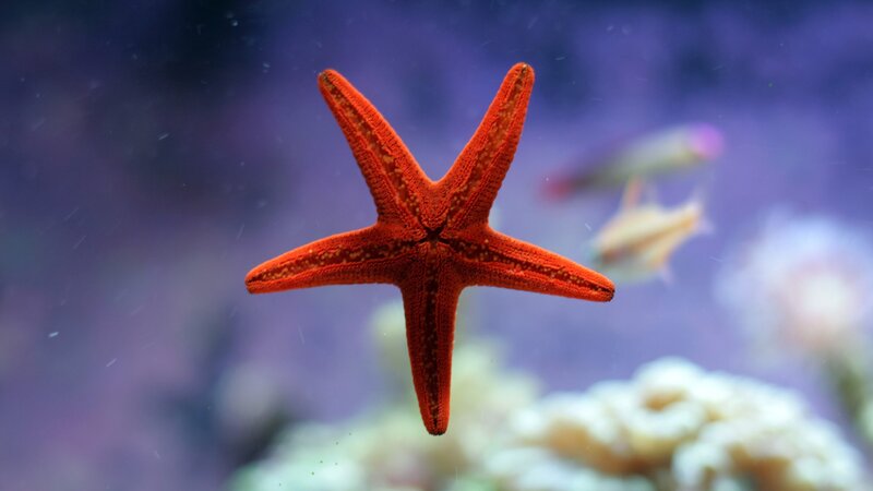 Red Starfish in Water — Serene