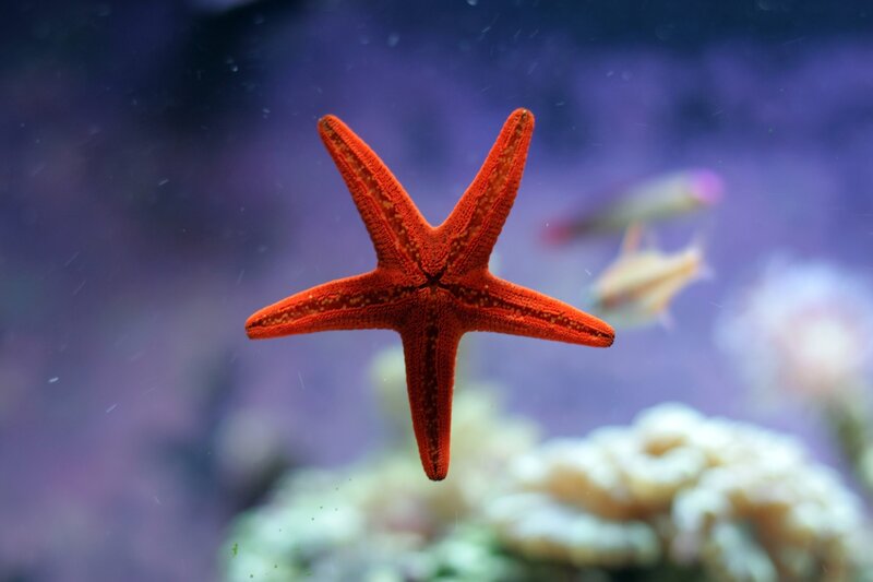 Red Starfish in Water