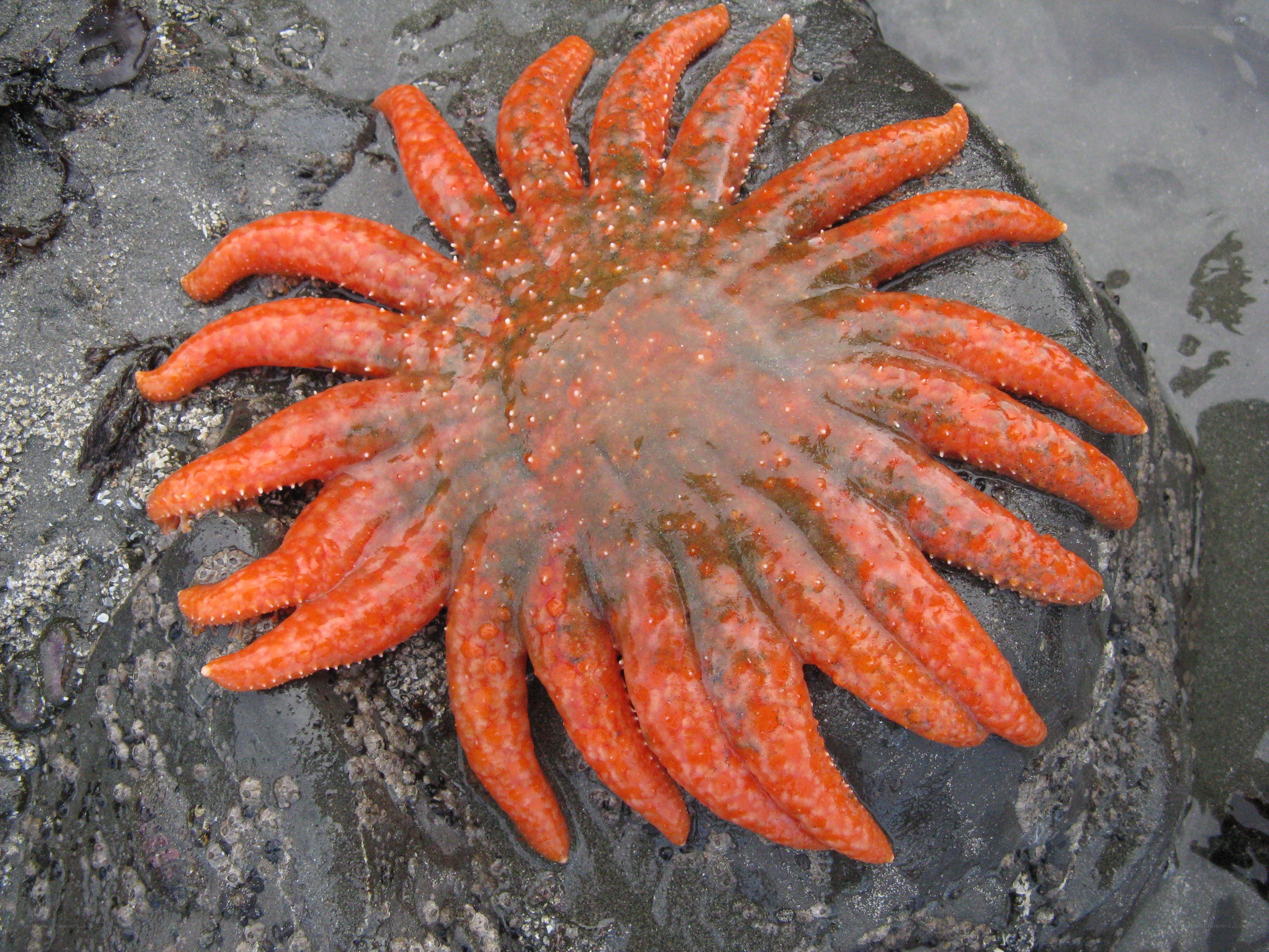 Red starfish on a rock