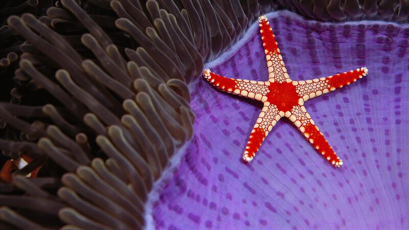 Red Starfish on Anemone