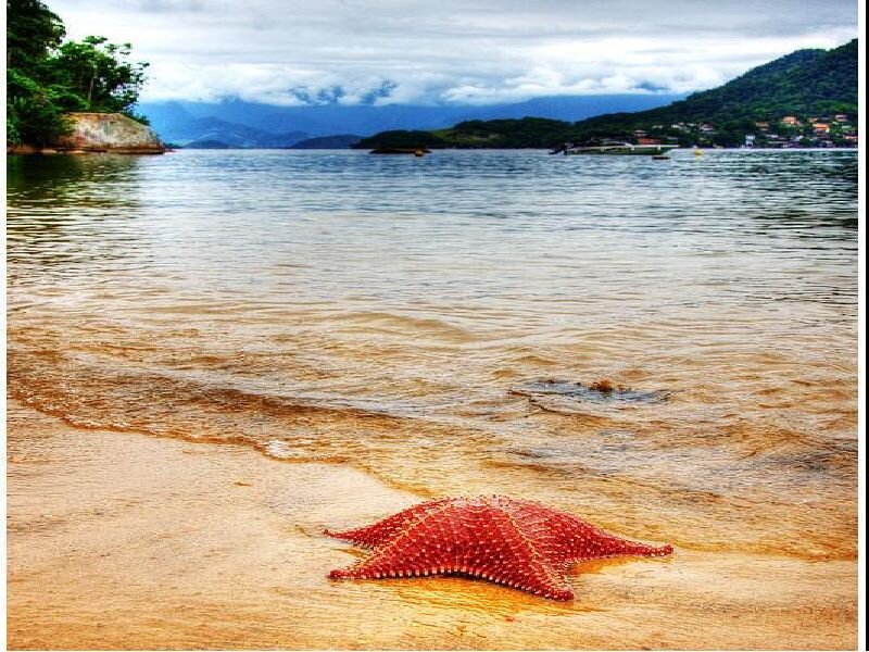 Red Starfish on Beach