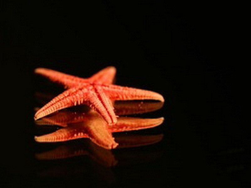 Red starfish on black surface