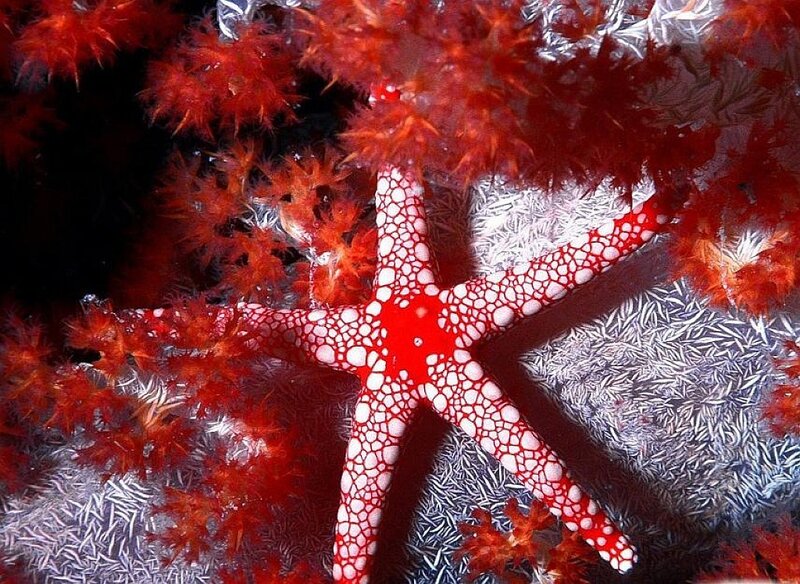 Red Starfish on Coral — Dramatic