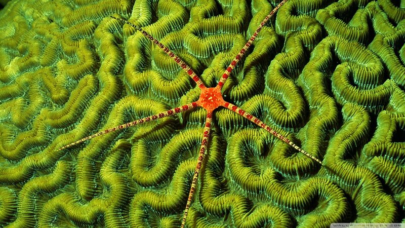 Red Starfish on Coral — Green, Natural