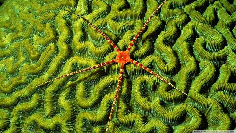 Red Starfish on Coral — Green