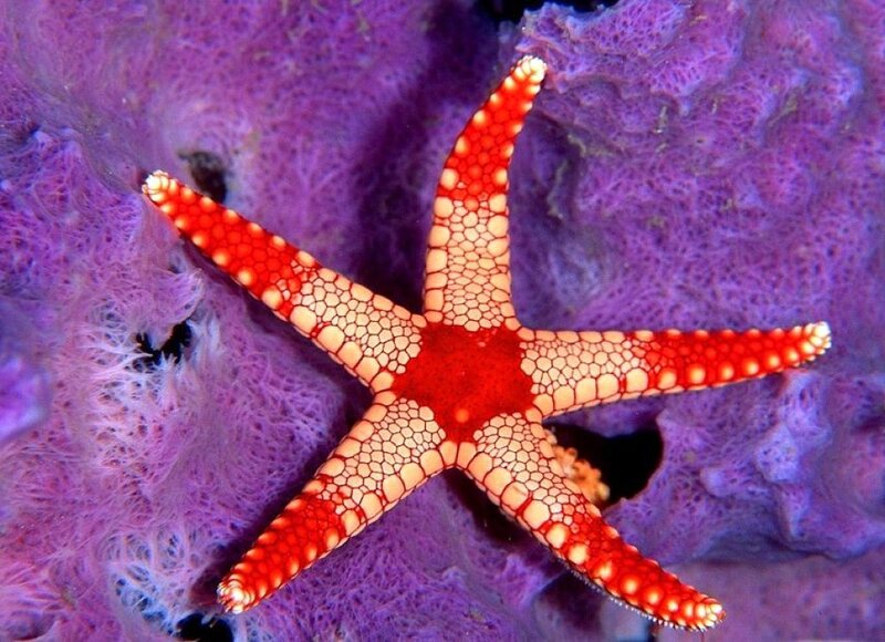 Red Starfish on Coral — Purple