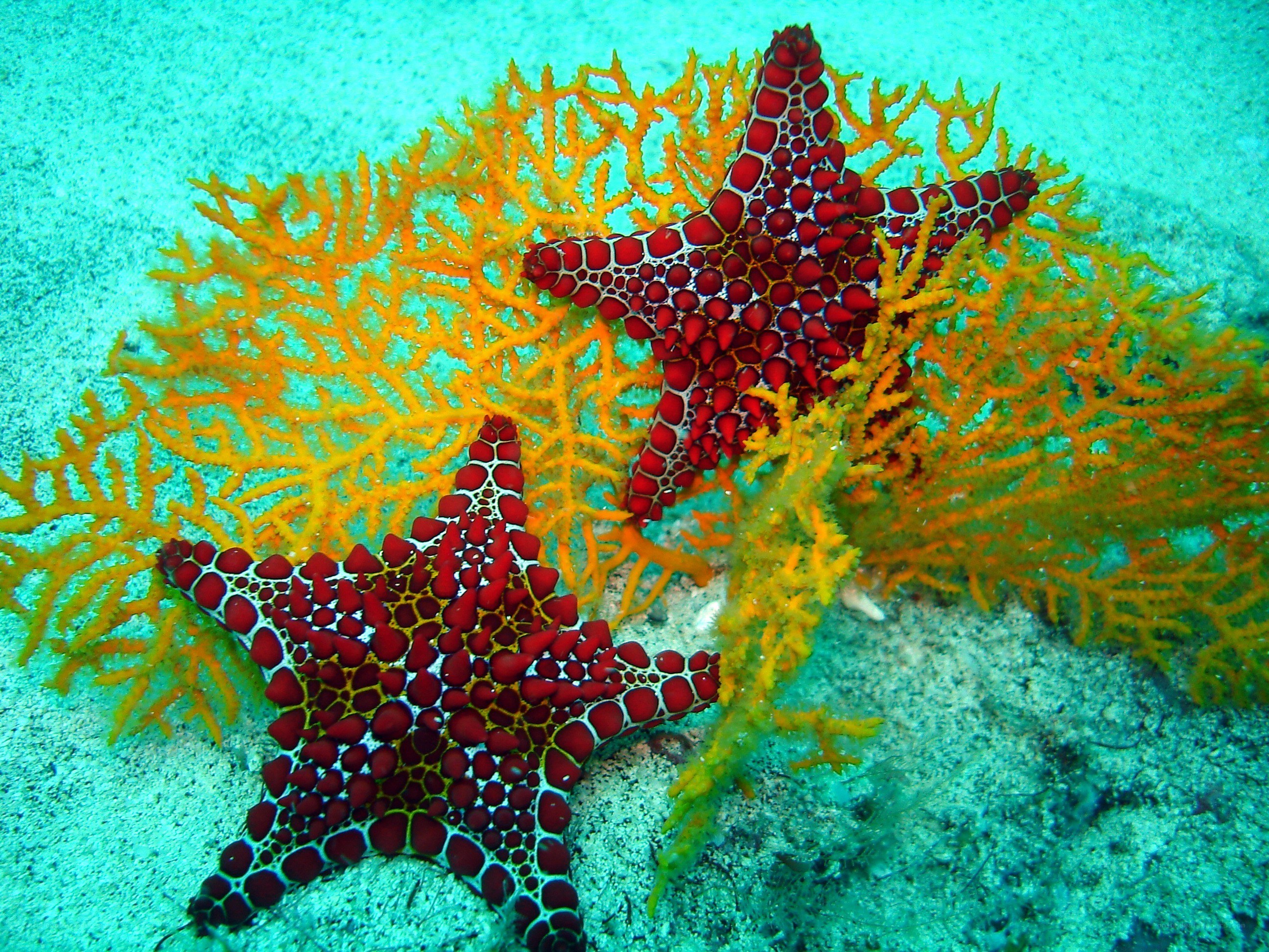 Red starfish on coral reef