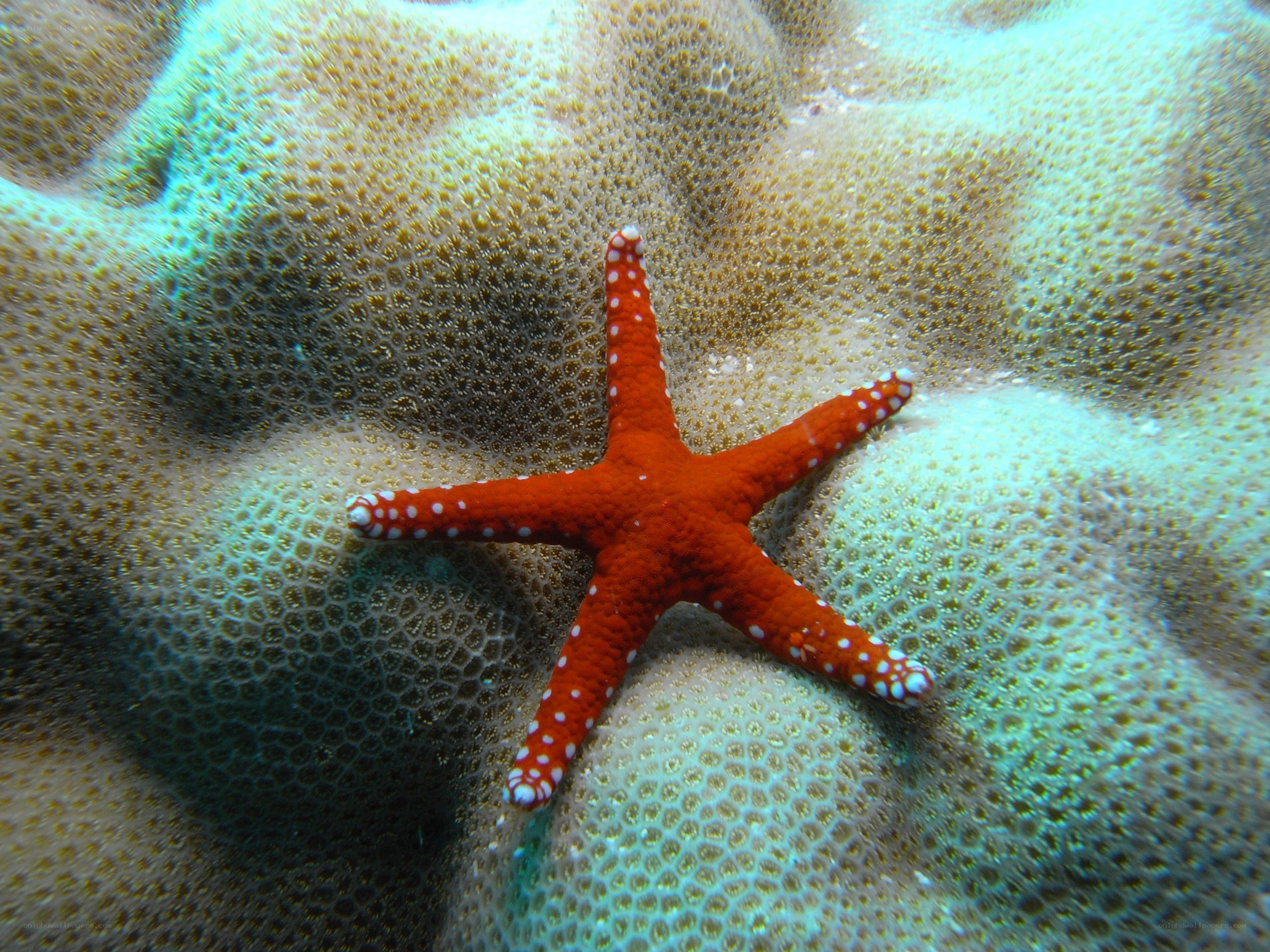 Red starfish on coral reef