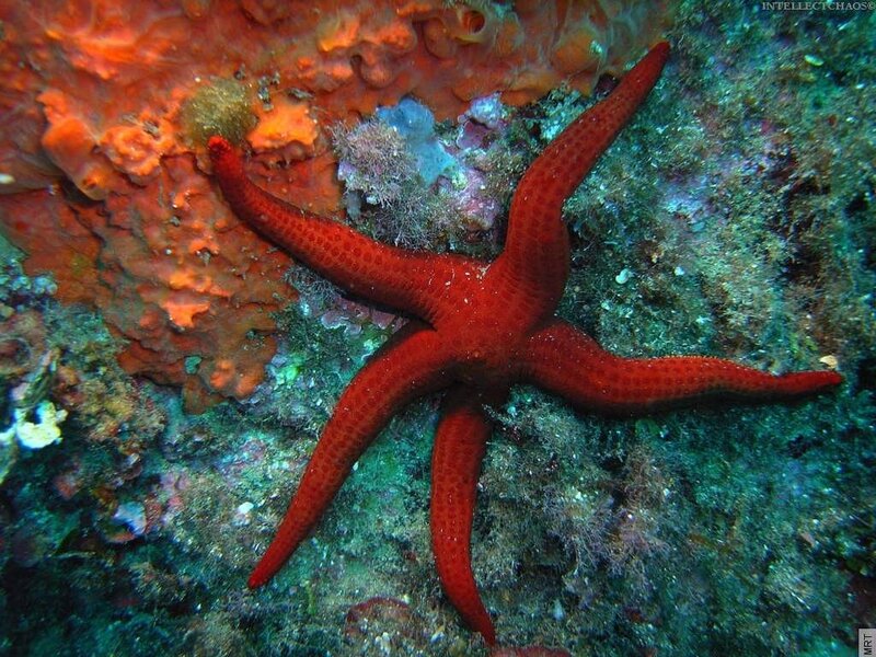 Red starfish on coral reef