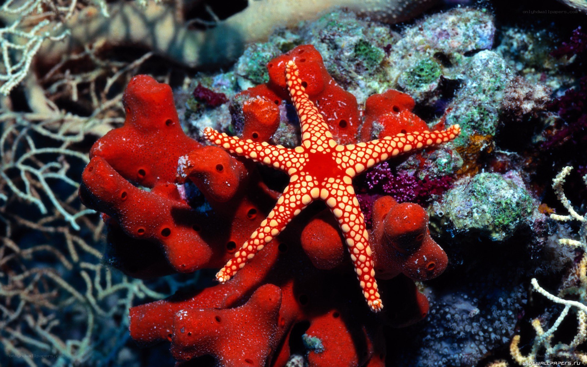 Red starfish on coral reef