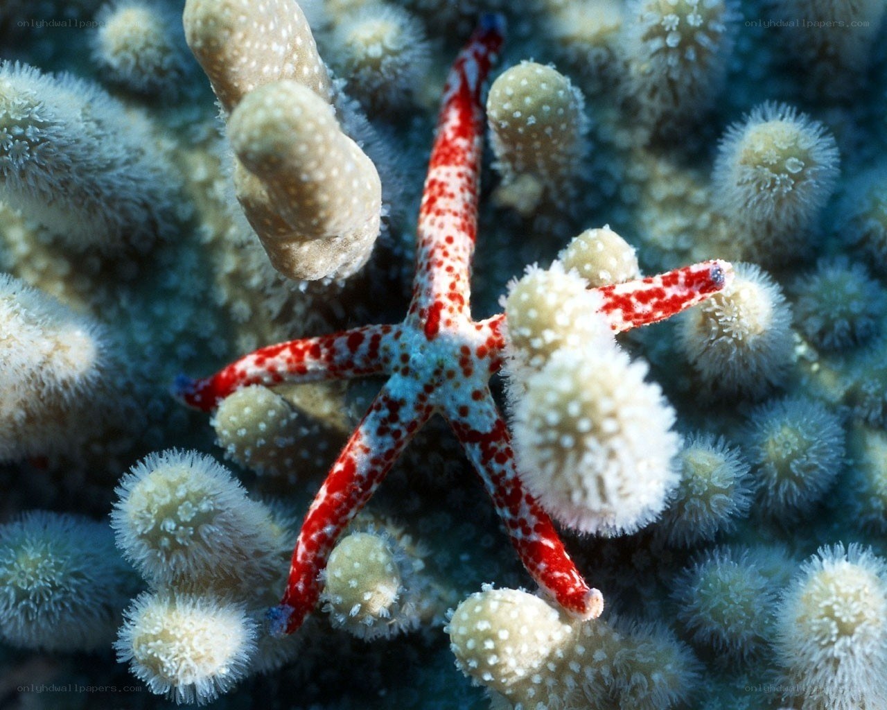 Red starfish on coral reef
