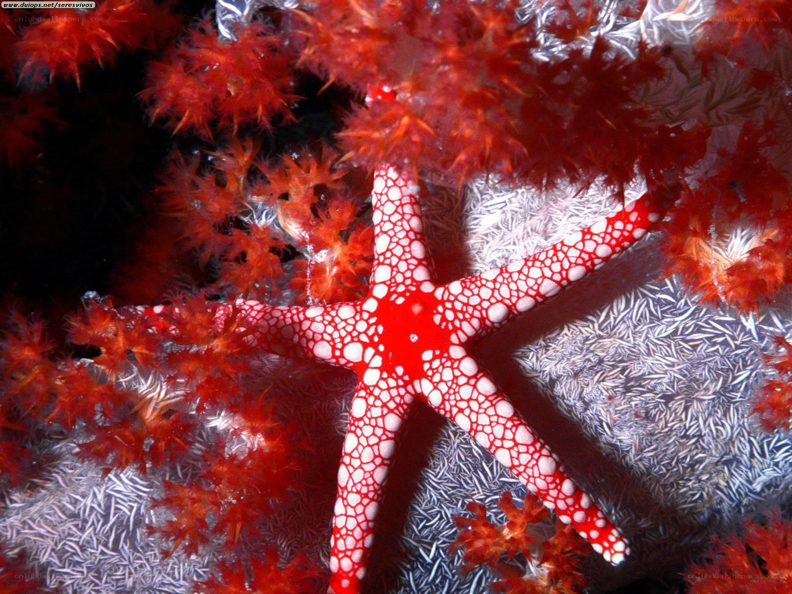 Red starfish on coral reef