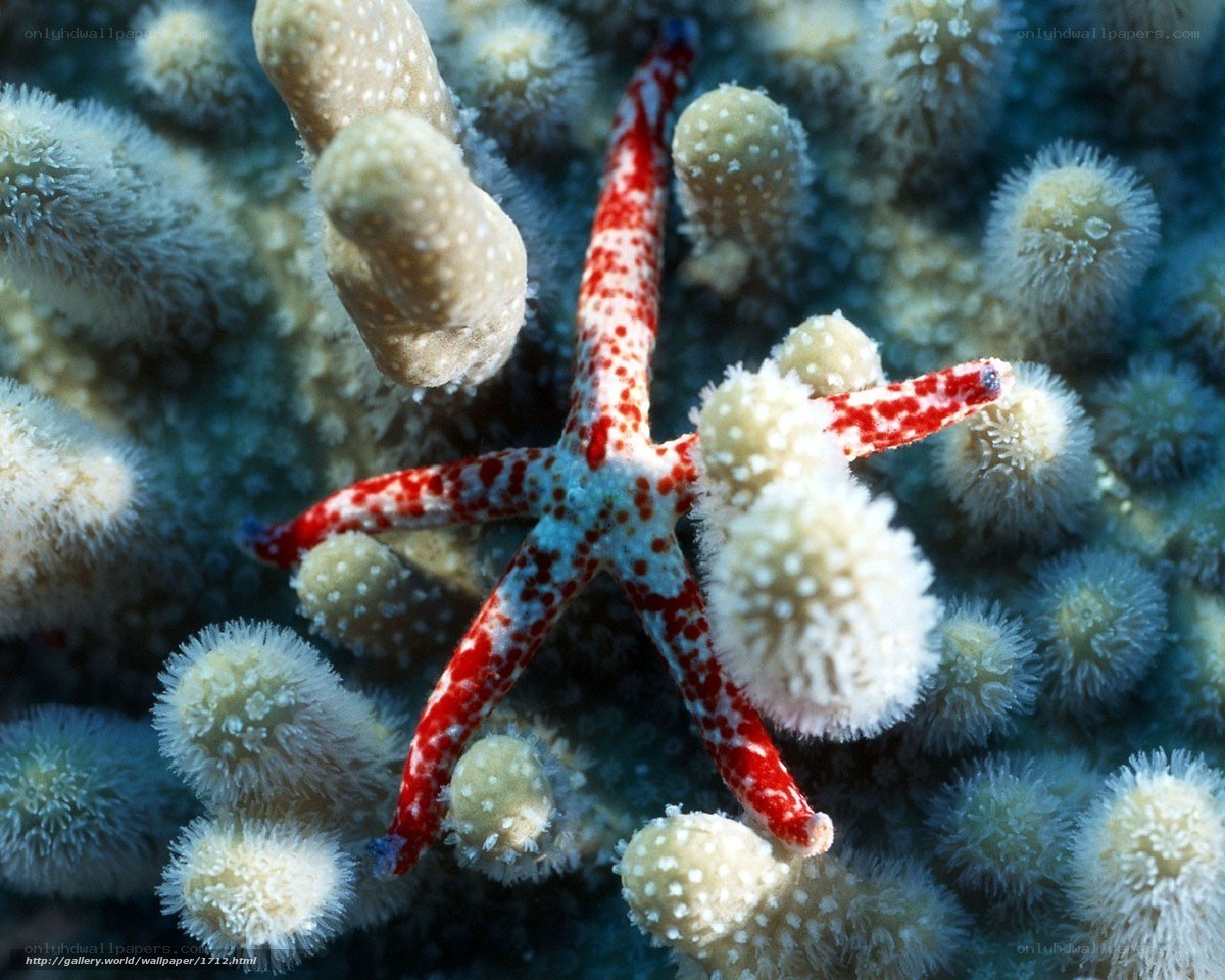 Red starfish on coral reef
