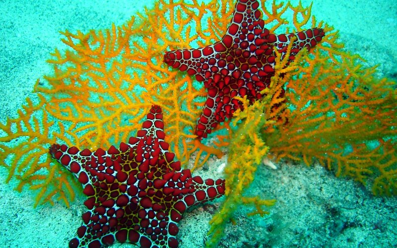 Red Starfish on Coral — Serene, Photograph