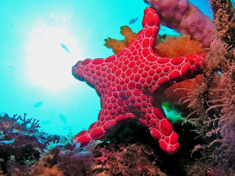 Red Starfish on Coral — Serene