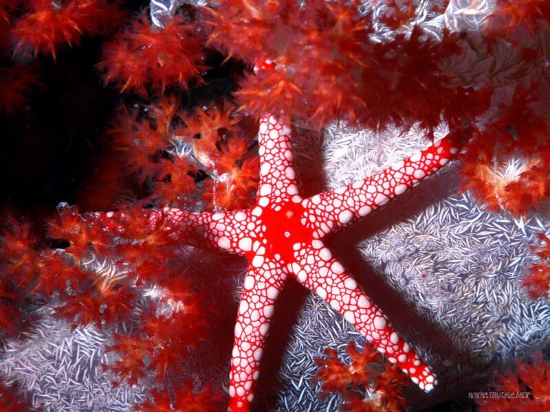 Red Starfish on Coral — Vibrant, Photograph, Sea Anemone