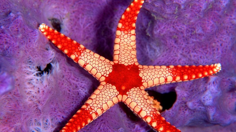 Red Starfish on Coral — Vibrant, Photograph, Sea