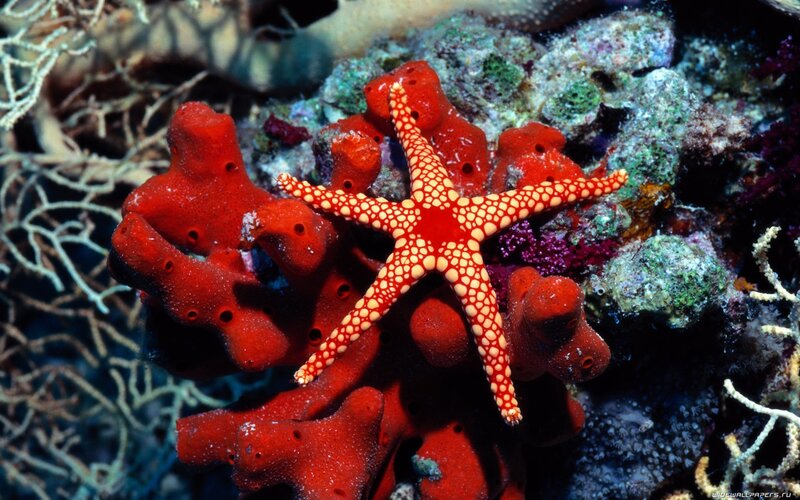 Red Starfish on Coral — Vibrant, Photograph