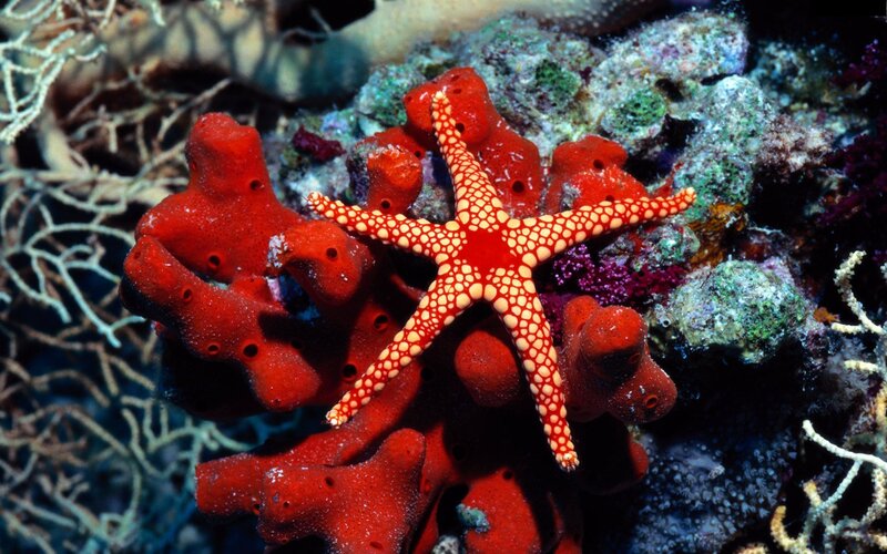 Red Starfish on Coral — Vibrant