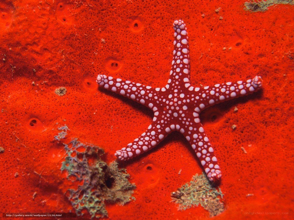 Red starfish on coral