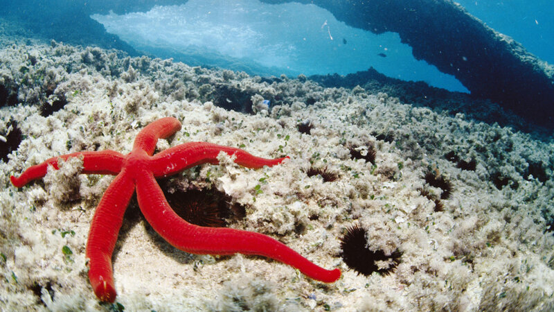 Red starfish on ocean floor
