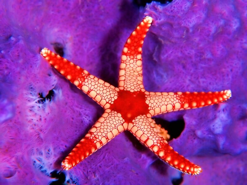Red Starfish on Purple Coral — Vibrant