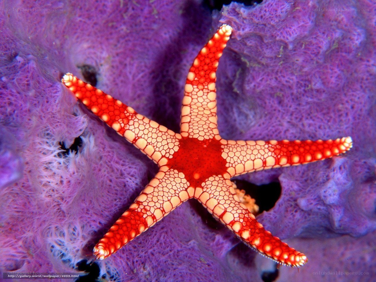 Red starfish on purple coral