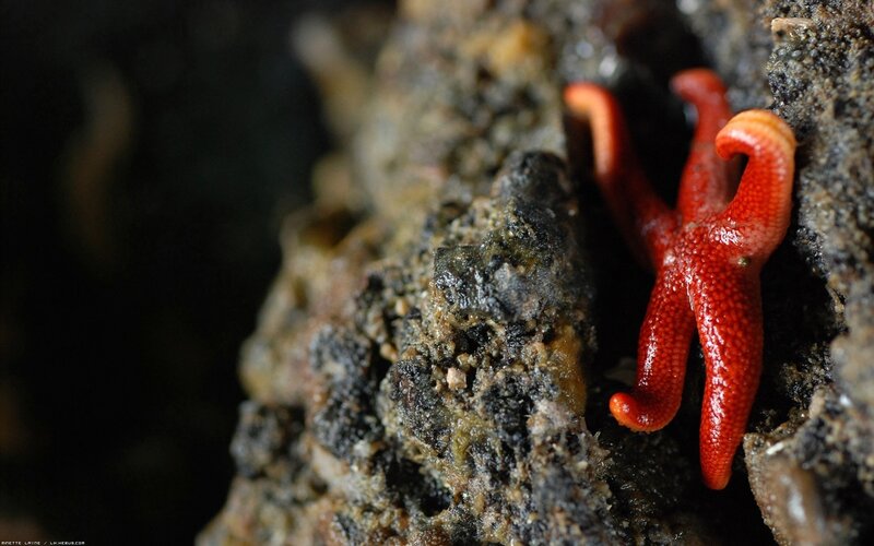 Red Starfish on Rock — Natural