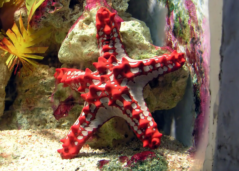 Red Starfish on Rock