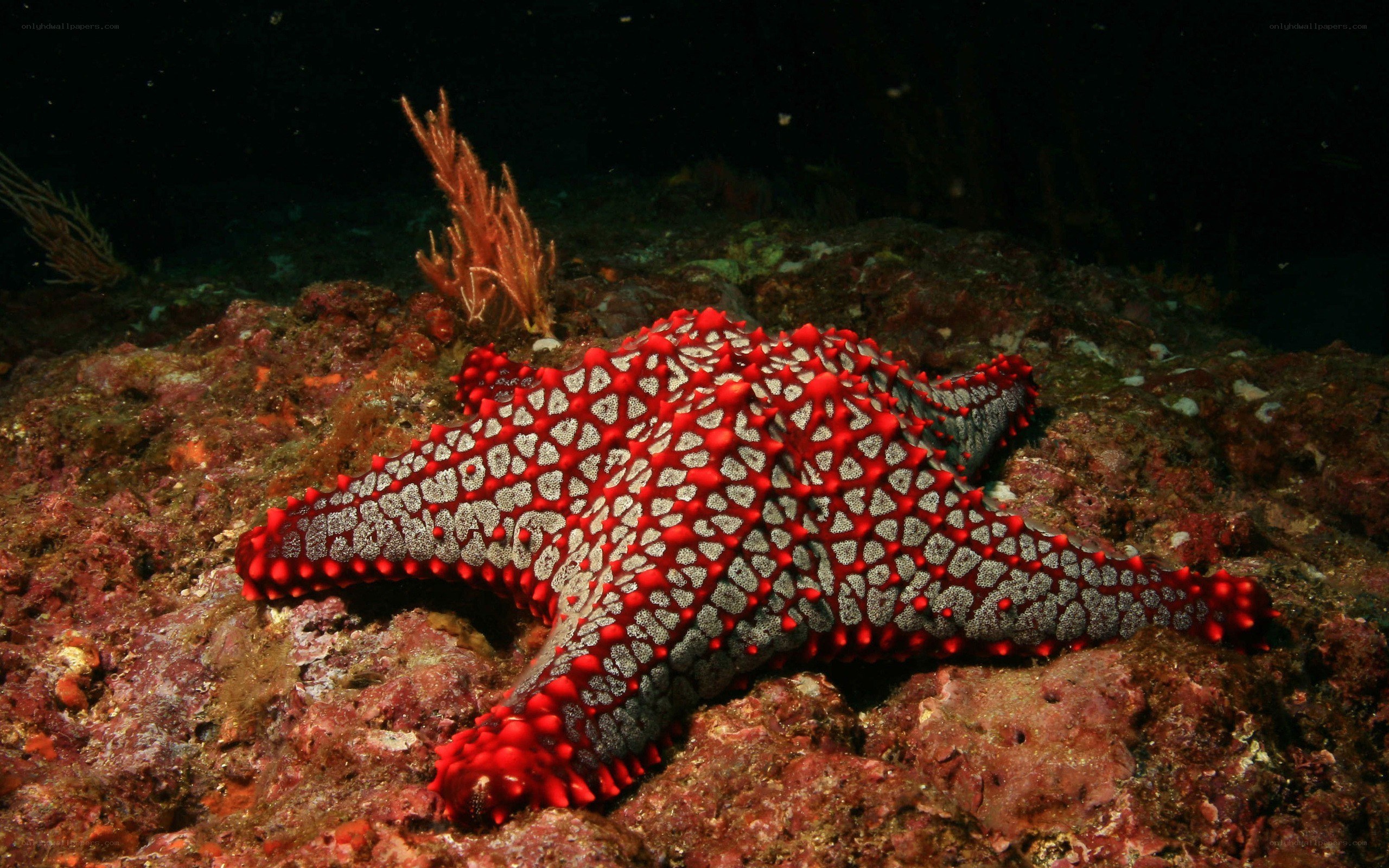 Red starfish on rocky reef