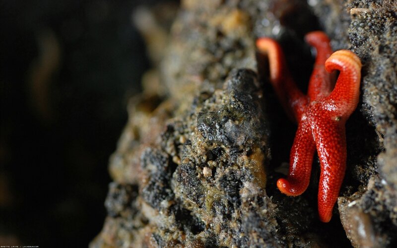 Red starfish on rocky surface