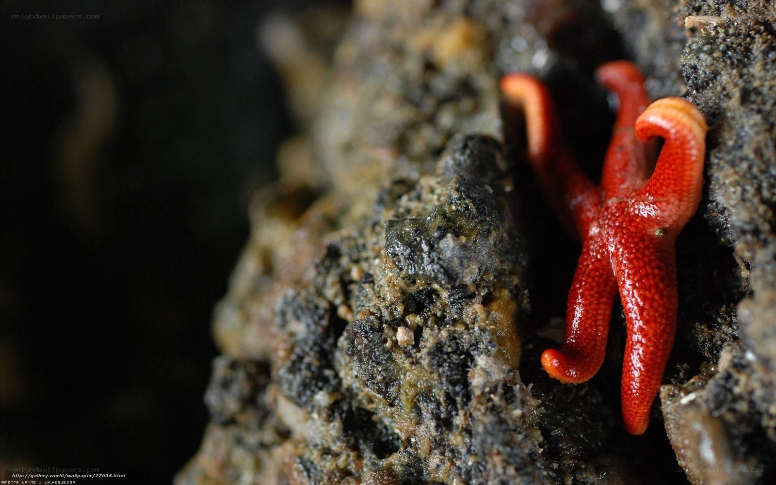 Red starfish on rocky surface