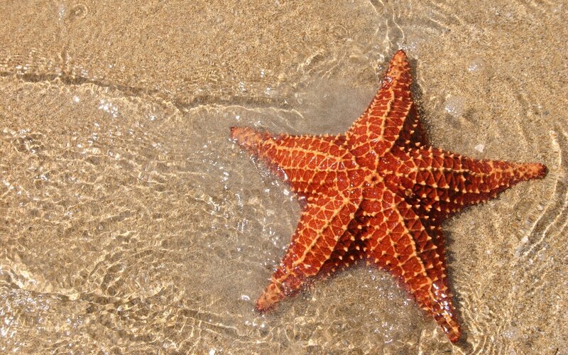 Red Starfish on Sand — Brown, Calm
