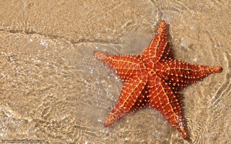 Red Starfish on Sand — Brown