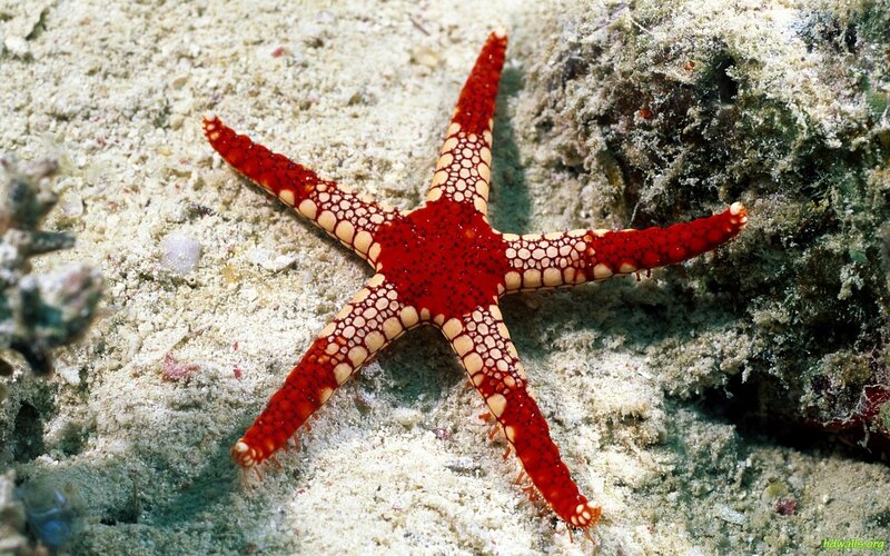 Red Starfish on Sand — Calm, Photograph, Coral